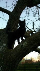 Ferienwohnung in Fehmarn OT Bisdorf - Ferienhof Bisdorf "Windm&uuml;hle" - Bild 6