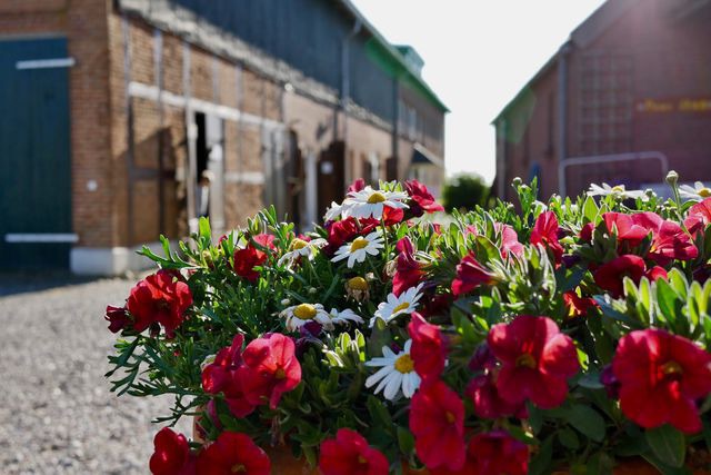Ferienwohnung in Fehmarn - Knusthof Lafrenz - Apfelhofblick - Bild 13