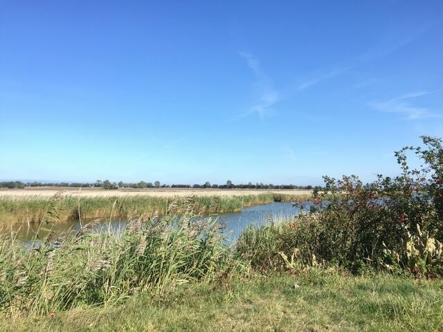 Ferienwohnung in Fehmarn OT D&auml;nschendorf - Ferienwohnung Fehmarn "FeWoFe"**** - Bild 16