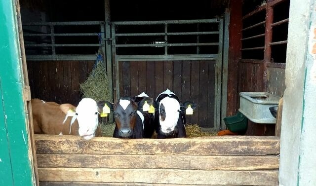 Ferienwohnung in Gr&ouml;mitz - "Pappelhof - Whg. 10" - Bild 24