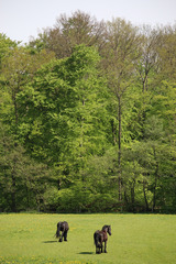 Ferienwohnung in Gr&ouml;nwohldshorst - Ferienwohnung Jonas - Bild 20