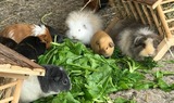 Ferienwohnung in Fehmarn OT Staberdorf - Tenne 6 - Bild 17